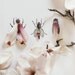 Magnolia Bug No. 4334