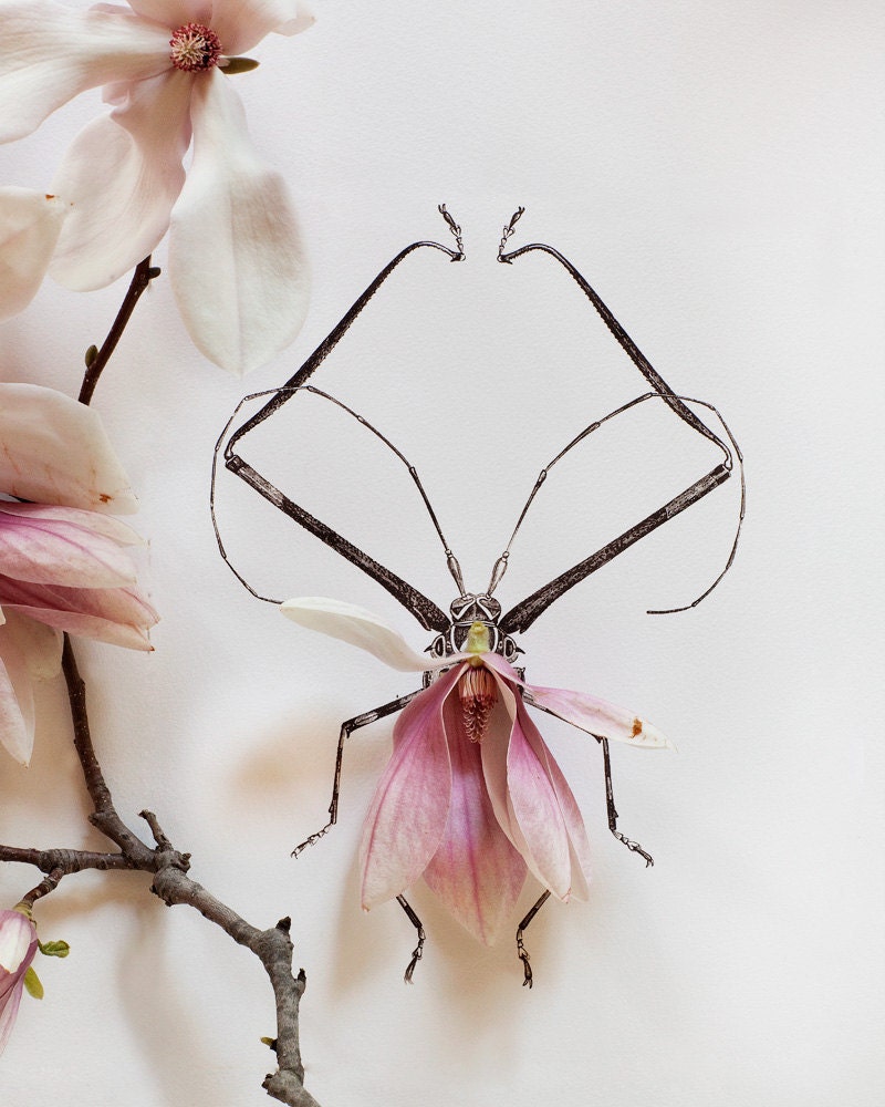 Magnolia Bug No. 4336