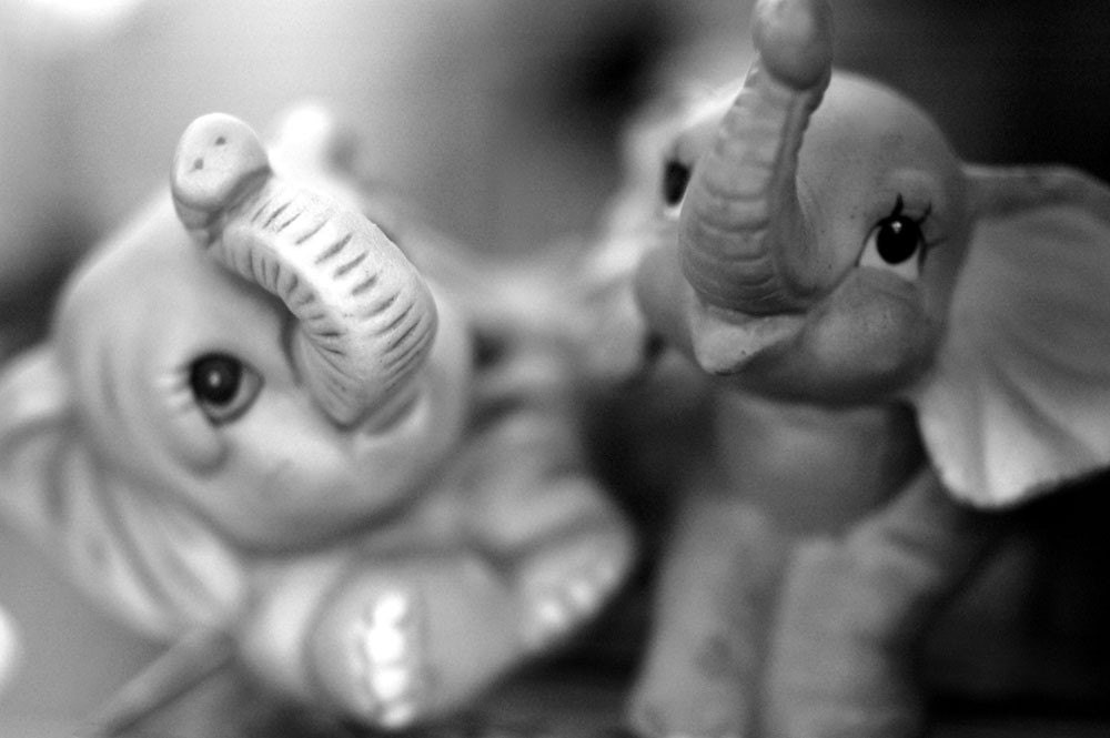 2 elephants 8x12