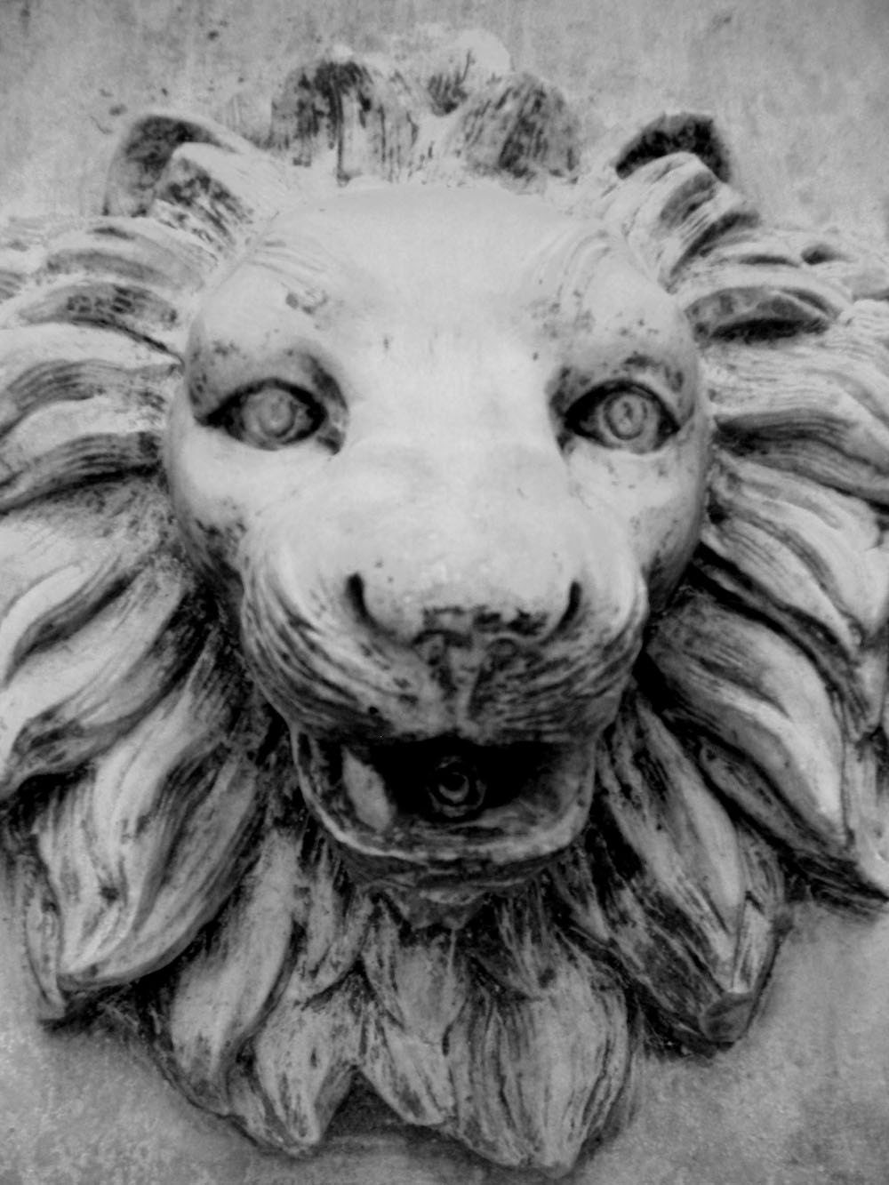 Lion head - bethberg
