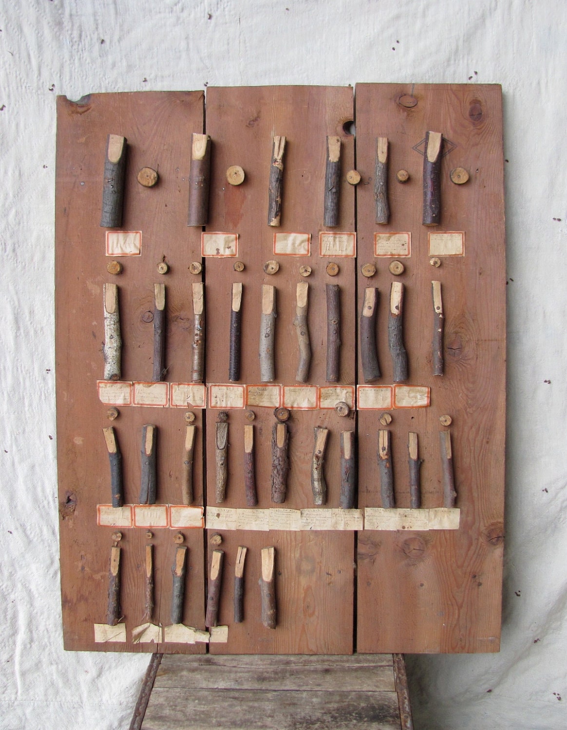 antique c. early 20th century Wood Study // natural history // folk art