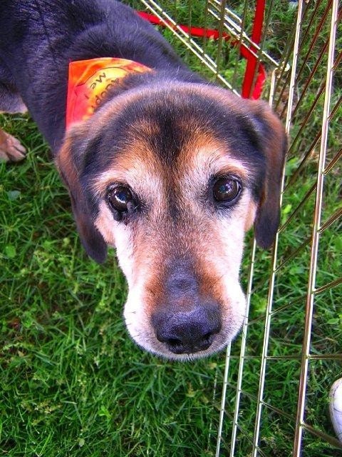 12 Medium/Large ADOPT ME Dog Bandannas for Rescue Groups
