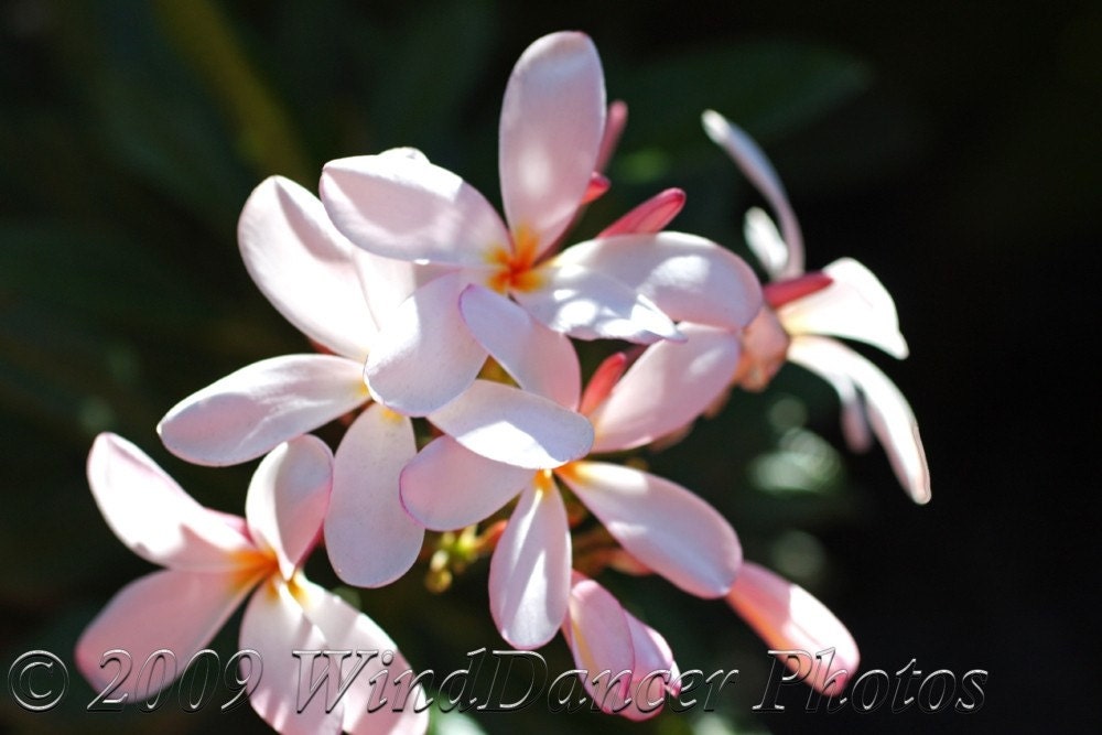 Plumeria Tranquility - 8 x 12 Fine Art Flower Photo- Flower Photo - Plumeria Photo - Tropical Flower - Serene - Home Decor - Office Decor