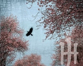 Signed Fine Art Photograph - Crow Flies in the Blossom Sky
