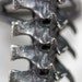 djed. rattlesnake spine ring.