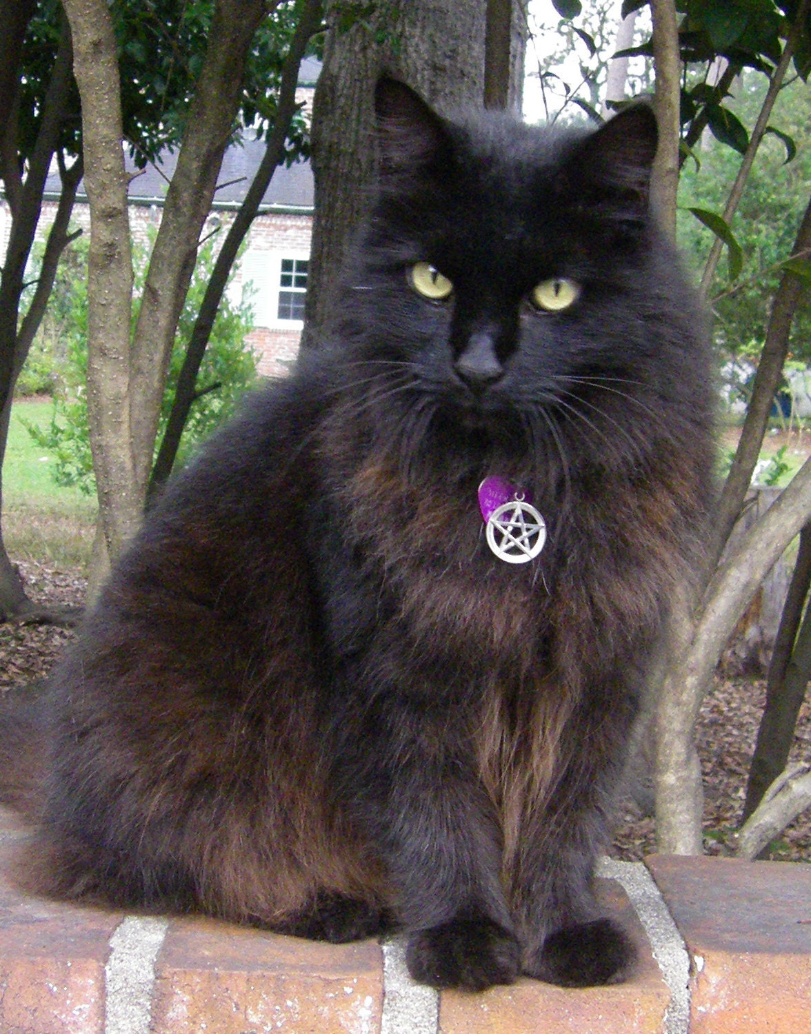 Witches Familiar Pentacle Cat Collar . Black, Red or Purple . Adjustable