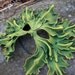 Great Greenman leather mask