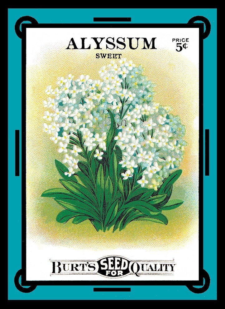 Sweet Alyssum Seed Pack Refrigerator Magnet - FREE US SHIPPING