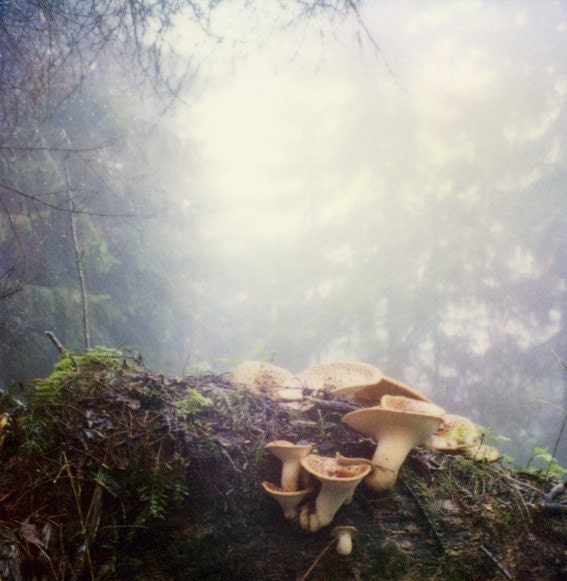 Der hohe Pfad III - 8 x 10 Polaroid Print
