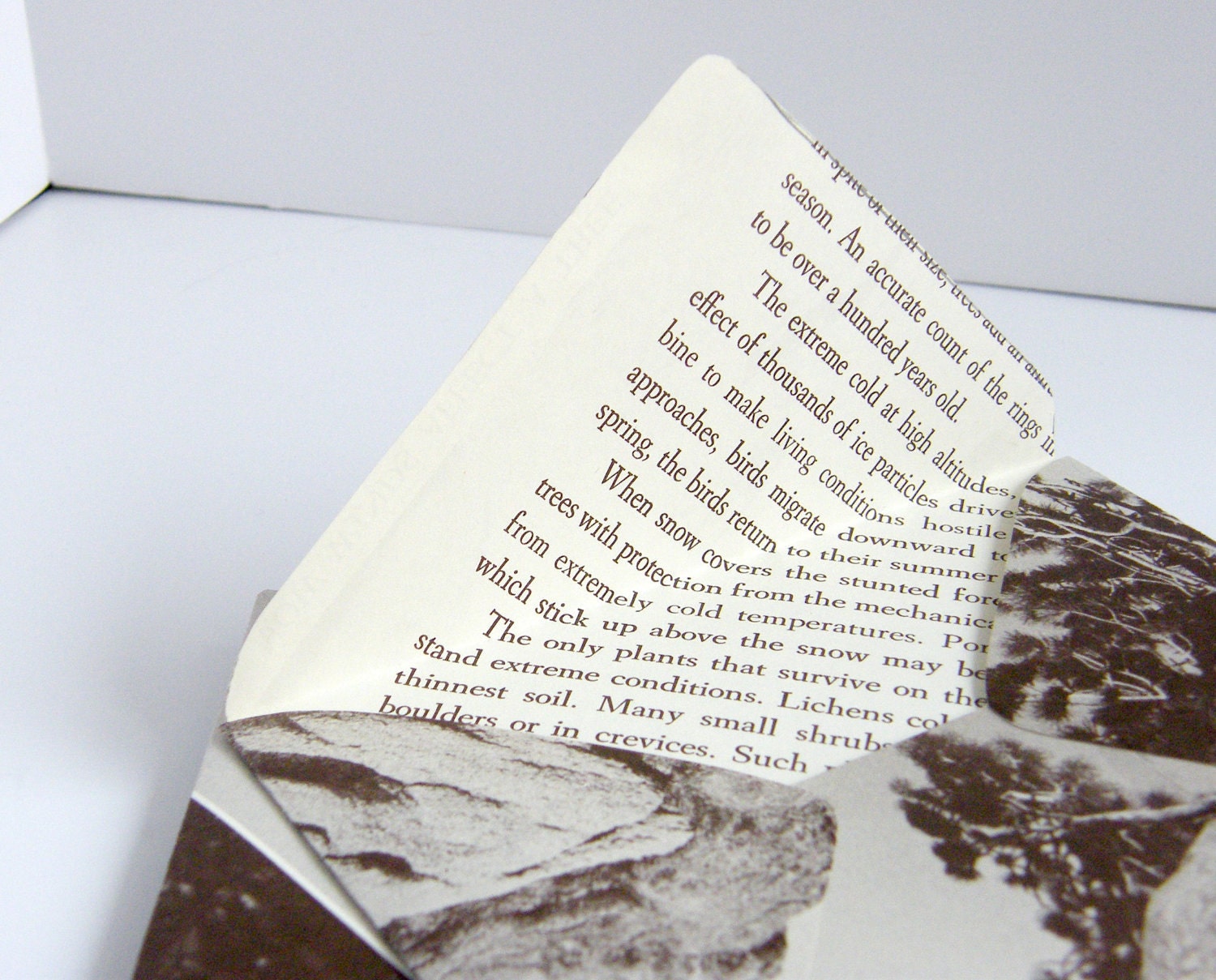 recycled forest envelope set (5)