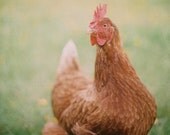 CHICKEN // 5 x 7 PRINT