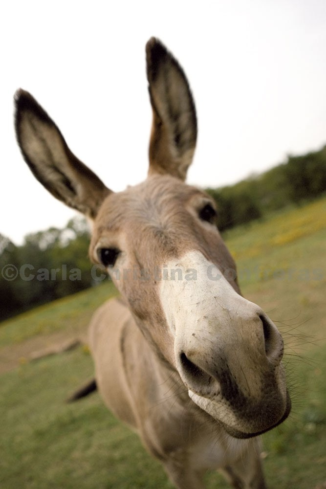 Jack - 5x6.5 Blank Card - Award Winning Photography - Signed by Artist