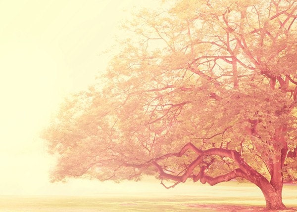 baby nursery wall art. nature photography. spring tree photo. That was Just a Dream. buttercream landscape yellow girly pink magical, poster