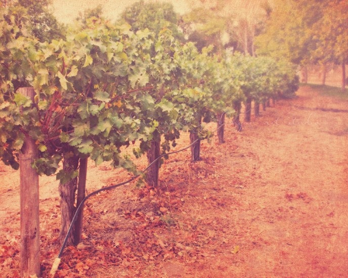 landscape photography, vineyard photograph, lush wine lovers romantic California orange spice purple plum olive green autumn, 8x10 print