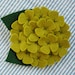 Dog Collar Flower - Green Hydrangea