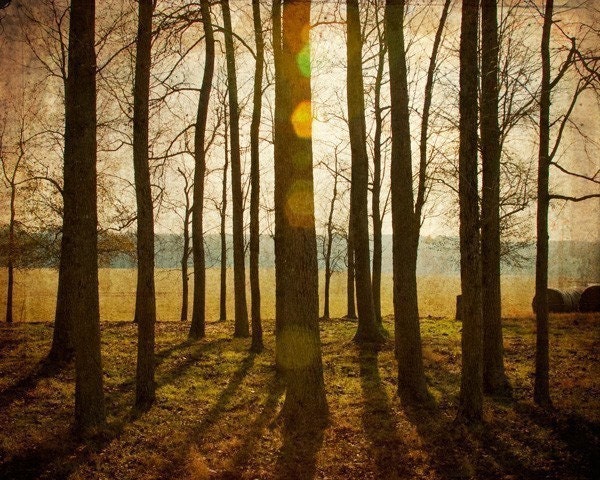 Woodland Photograph, Autumn Fall Decor, Afternoon Sunlight and Lens Flare through the Trees - 8x10 by Tricia McKellar