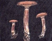 Lactarius rufus (Red Hot Milk Cap)