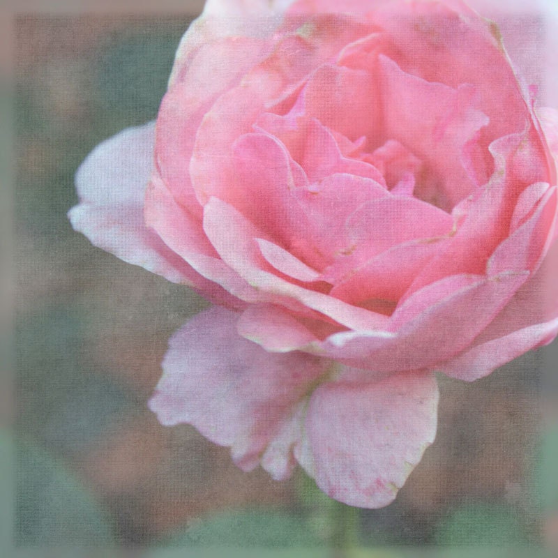 Faded Rose - Pink Rose Soft Dreamy Nature Photography Fine Art Photography For Nature Lovers, Gardeners, and Dreamers