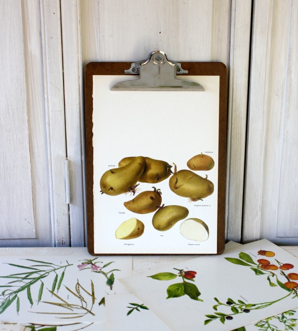 1965 - Potato