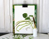 1965- Cowpea, Asparagus Bean - For Framing, Decoupage, Mixed Media, Assemblage, Collage