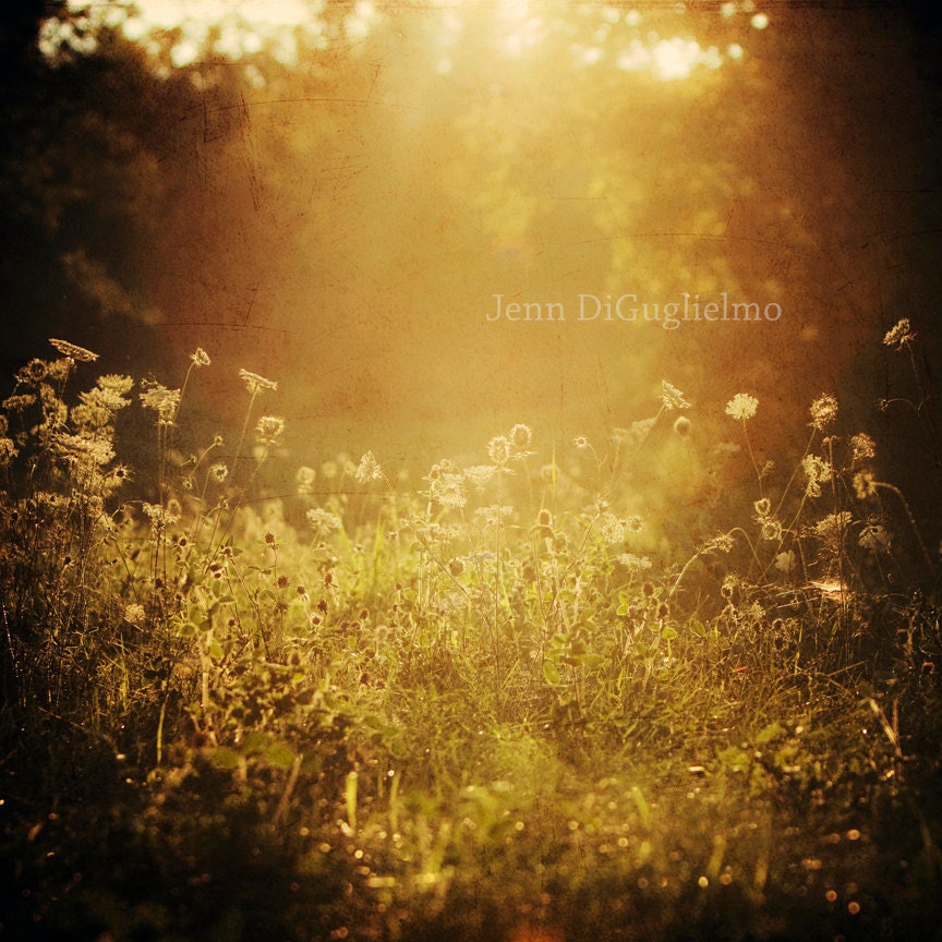 Sunshine in the meadow -    11 x 14  fine art nature print with dreamy sunlight on queen anne lace.
