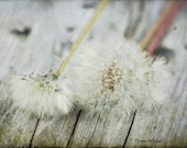 Three Wishes
