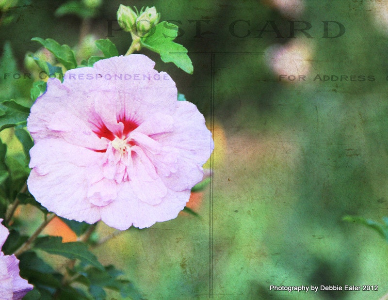 Postcard Photo