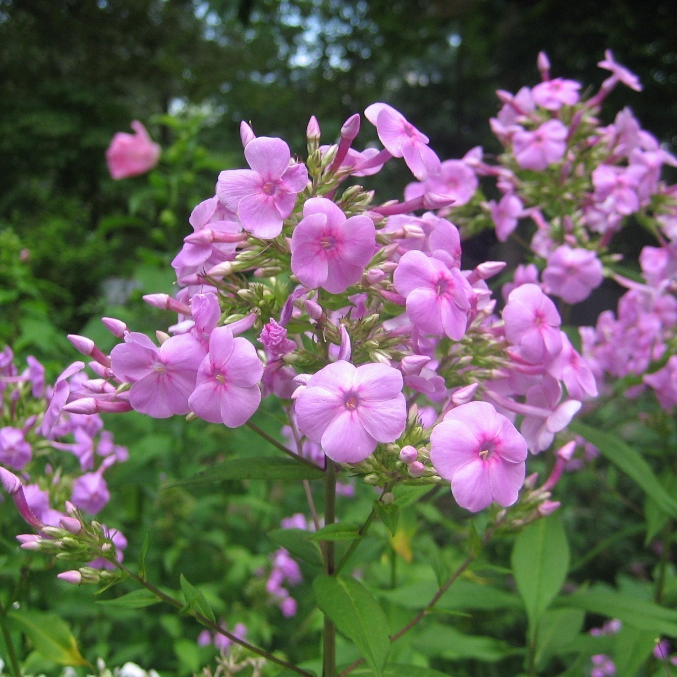 Phlox Pink