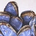 Seashell Textured Painting - Mussels II - Original Mixed Media String Work - Blue
