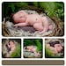 Large Twig and Vine Realistic Birds Nest Photo Prop