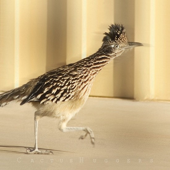 Roadrunner, Bird Art, Tucson, Fine Art Photograph, 8x8