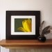 Tulip Flower Photography -8x10 Print -Yellow and Green -Spring Flowers -Gifts for Mom -Home Decor Art -Colorado Photography