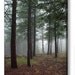 Landscape Photography -Enchanted Forest -11x14 Print -Woodland Decor -Nature Photography -Colorado Fine Art Photography