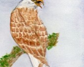 Bald Eagle ACEO
