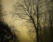 My shadow glides in silence, 8x11,5 fine art photograph, dark misty forest scene, Venice, Italy, sepia