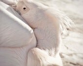 Resting... 6x6 fine art print, original signed photograph, nature, animal photography, sleeping pelican, close up