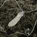 Helicopter Maple Seed Necklace