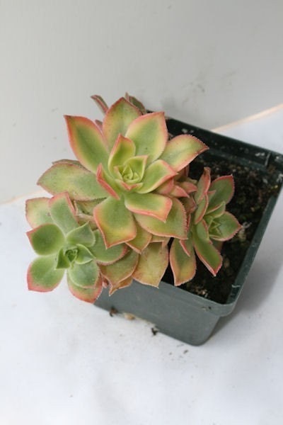 Aeonium Kiwi succulent plant