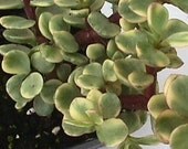 Portulacaria afra variegata succulent plant