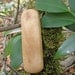 Eco Baby Teether, Oregon-Myrtlewood, wood waldorf toy, eco baby rattle, teamecoetsy children, natural wood teether, eco baby shower