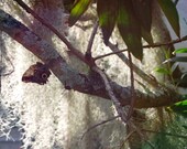 Miniature Photography Print - Butterfly and Moss ACEO