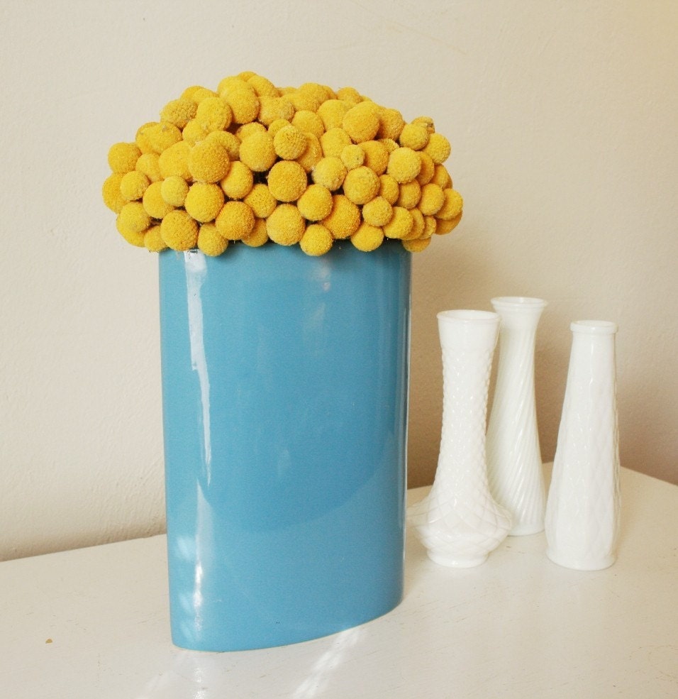 craspedia cluster