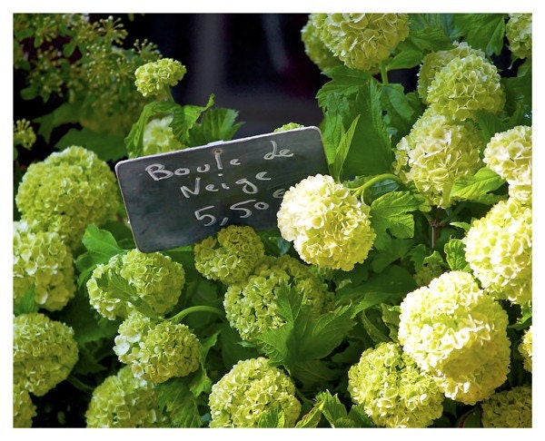 SALE - 8x10 Photo Collection, Paris in Green
