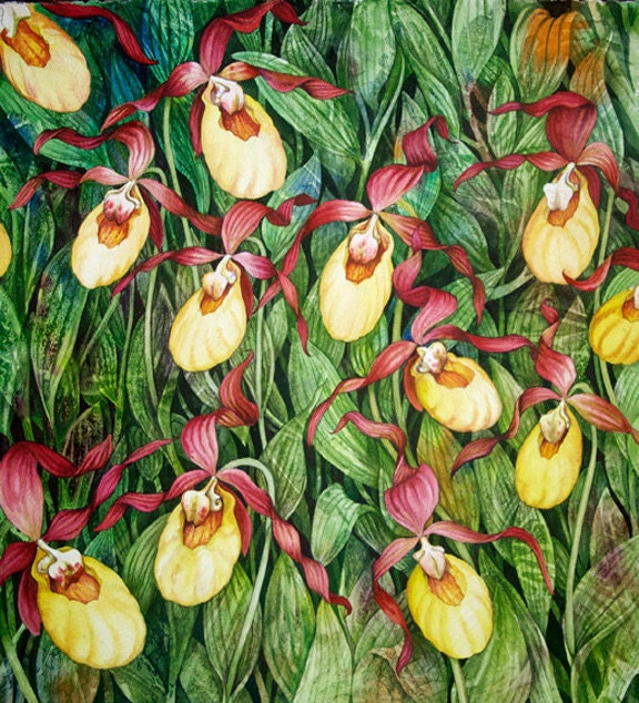Yellow Lady Slipper Limited Edition Giclee of an original watercolor