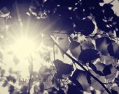 Starburst Through Blue Leaves- 16x20 Fine Art Photography Print - Nature Photo of Tree Branches and Leaves on a Sunny Spring Day