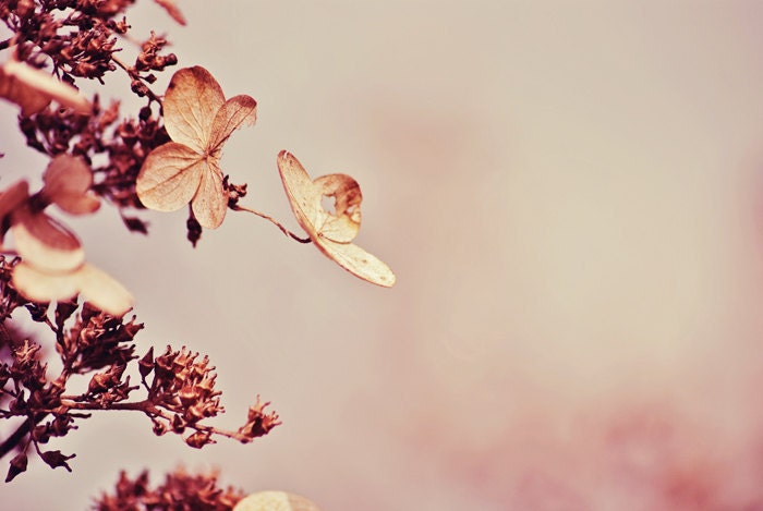 Hydrangea in Autumn - 20x30 Fine Art Nature Photography Print - Rustic Pink and Cream Fall Floral Home Decor Photo