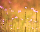 In a Field of Wildflowers - 16x20 Fine Art Flower Photography Print - Texas Wildflower Photograph for Living Room and Bedroom Home Decor