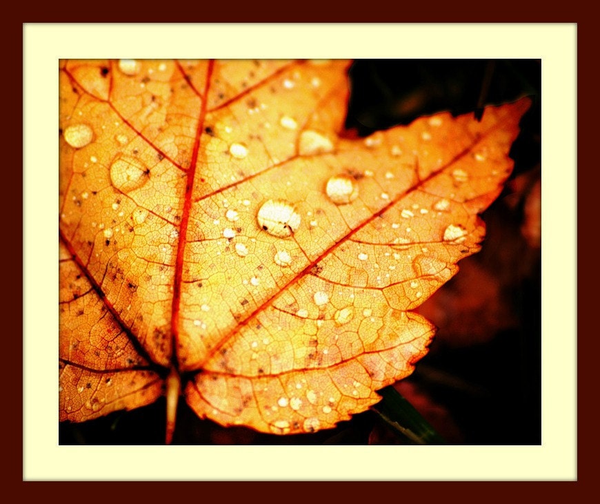 Autumn Pop - 16x20 Maple Leaf and Rain Drops Fine Art Nature Photography Print - Macro Close Up Fall Foliage Home Decor Photo