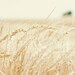 Summer Wheat Harvest - 11x14 Fine Art Landscape Photography Print - Midwest Kansas Farmer Crops Horizon Grain Country Home Decor Photo