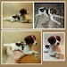 Custom Dog sculpture custom dog needle felted art